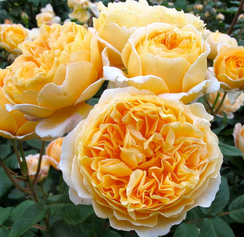 Роза английская Беатрис