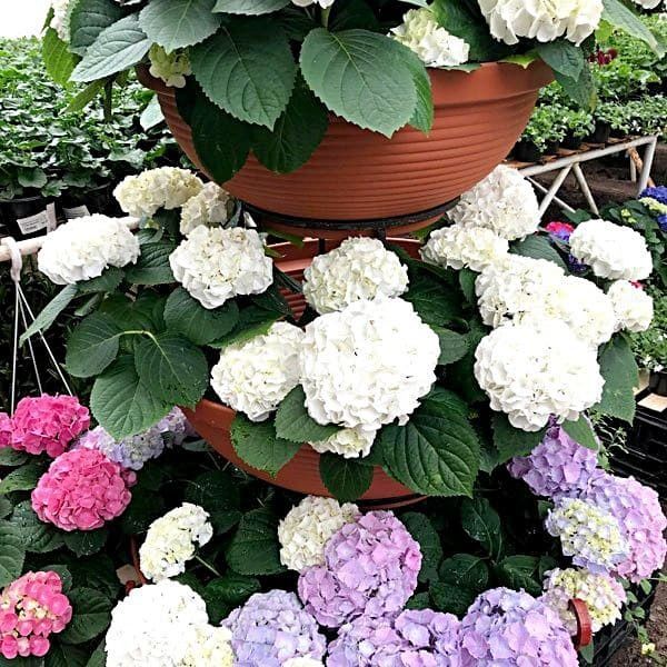 Hydrangea macrophylla Wudu