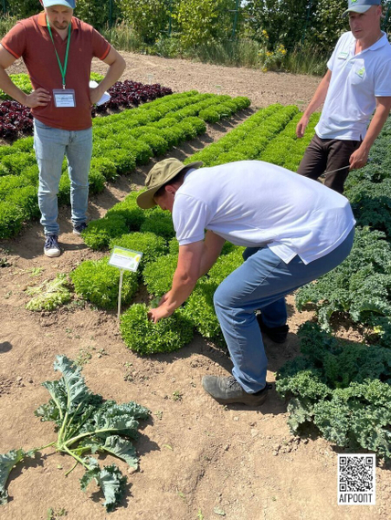 ЭКСПЕРТАЙЗ семена салата (Rijk Zwaan | Alexagro) – фото 8