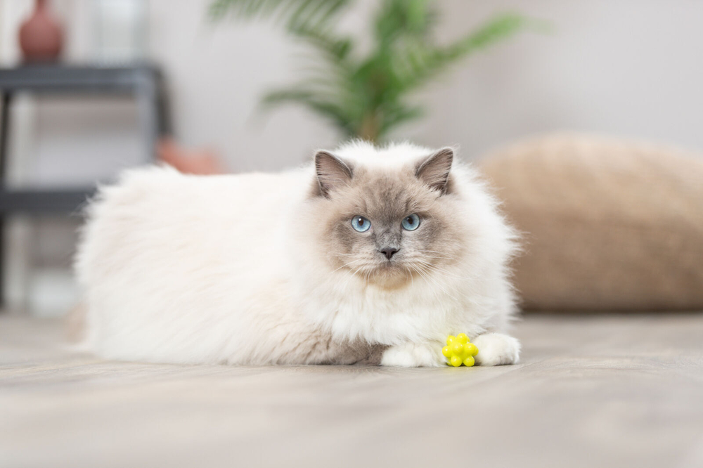 Игрушка мяч - Ёжик резиновый, 3,3 см, набор 4 шт., Trixie