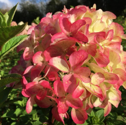 Гортензия метельчатая Граффити (Hydrangea paniculata `Graffiti`)
