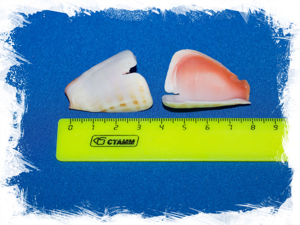 Кусочки морских ракушек купить