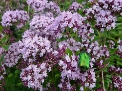 Душица обыкновенная Диабло Закупка М36 получение май-июнь 2026