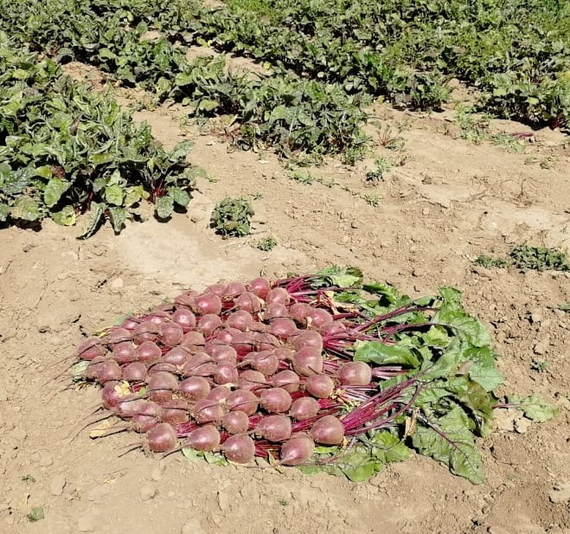 Детройт семена свеклы (Clause / Клос) – фото 7