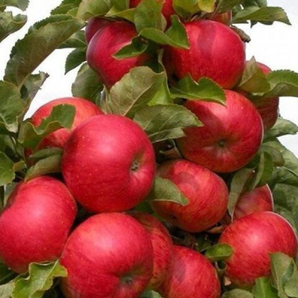 Яблоня колонновидная Поэзия