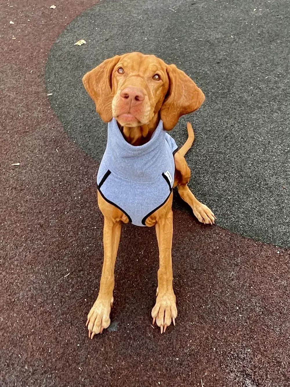 Свитер для собак на молнии попона