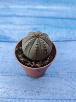 Euphorbia Obesa (Эуфорбия)