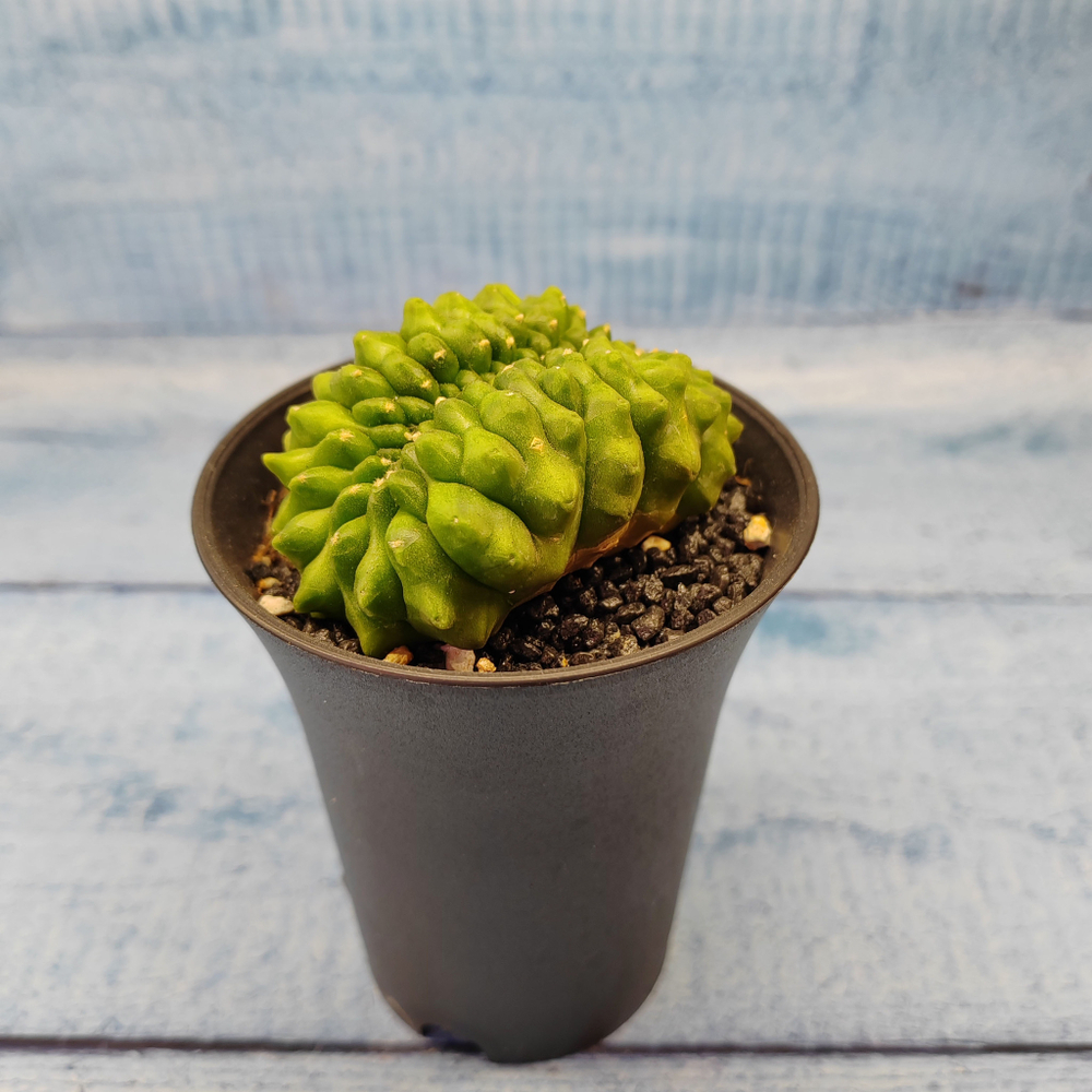 Gymnocalycium Spineless Crested form (Гимнокалициум Кристатный)