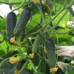 Кантара F1 семена огурца партенокарпического (Rijk Zwaan / Райк Цваан)