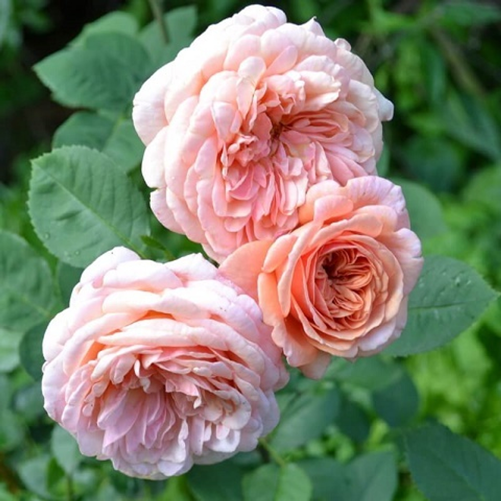 Роза английская Abraham Darby