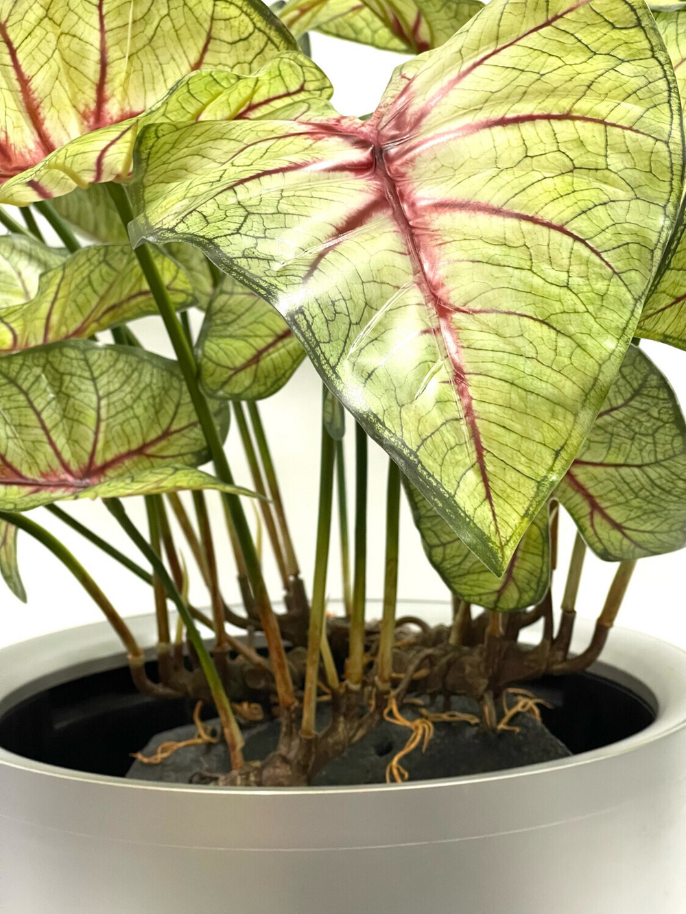 Каладиум куст с корнем 45 см