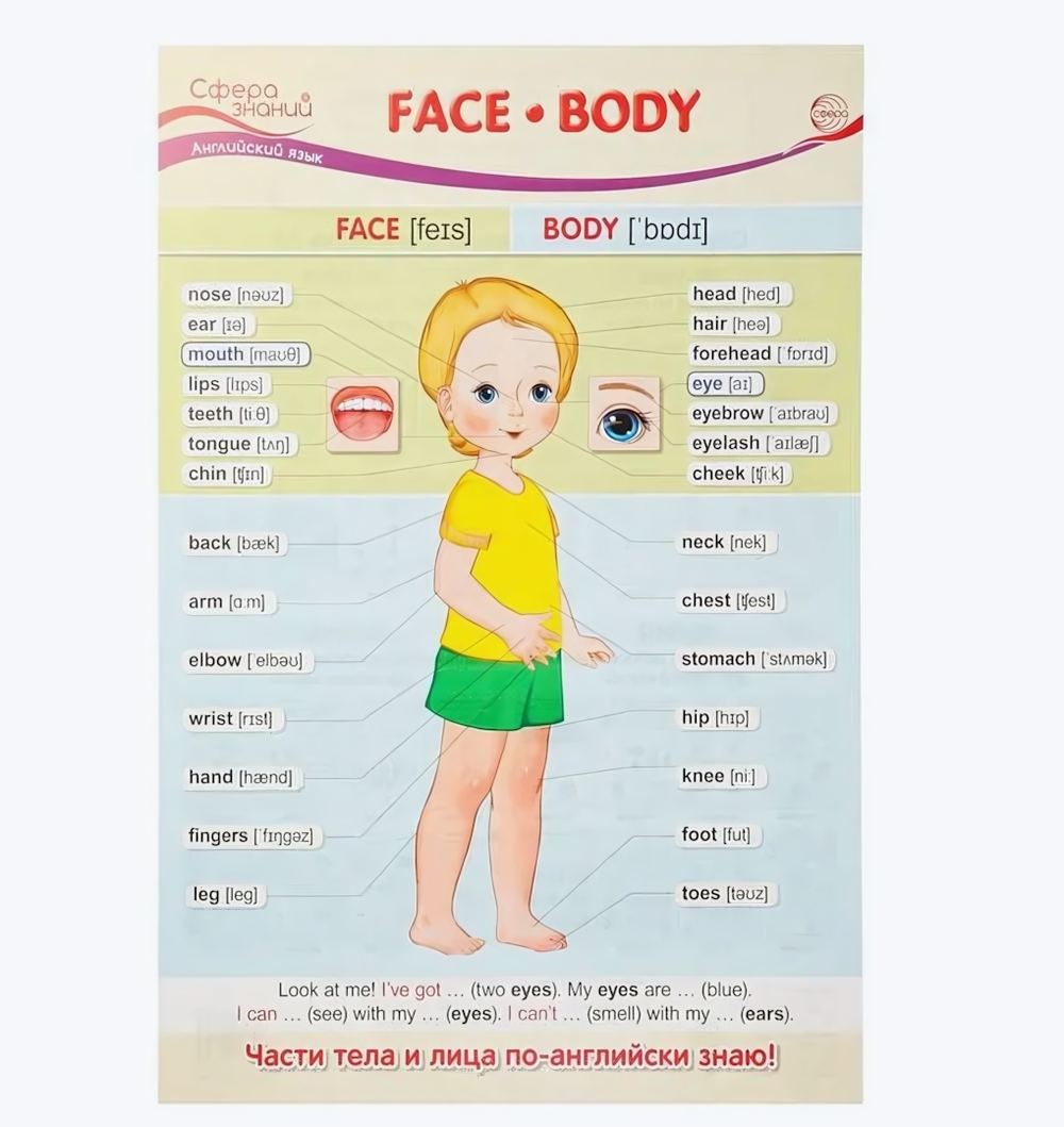 Плакат А3 Face. Body (Лицо. Тело)