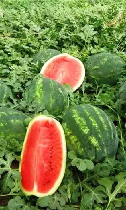 Арбуз Волжанин 8шт УрДачник