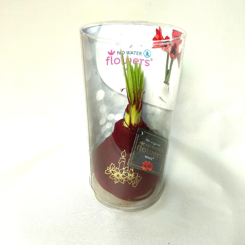 Новогодняя Луковица амариллиса в бархатном воске