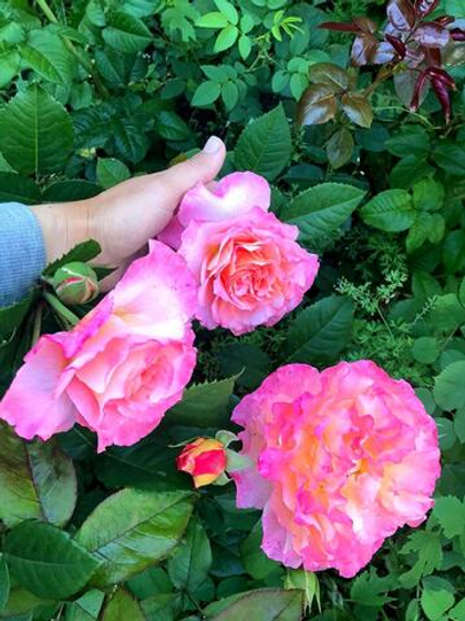 Роза Августа Луиза