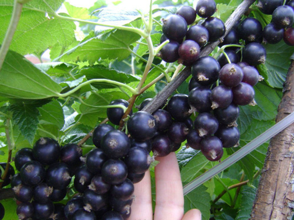 Смородина черная Селеченская