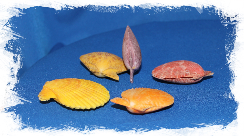 Цветной морской гребешок двойной 3,5 см