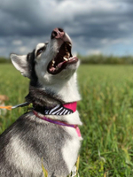 Ошейник Вайб 90-х