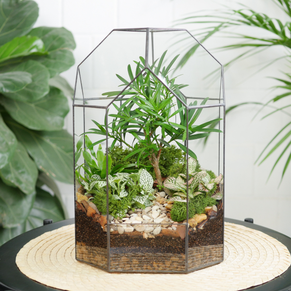 Готовый флорариум бонсай Подокарпус Бонсариум