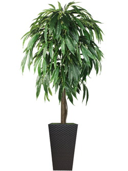 Искусственное дерево Фикус Лонгифолия 180см в высоком коричневом кашпо ротанг