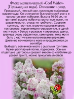 Флокс Кул Вотер метельчатый