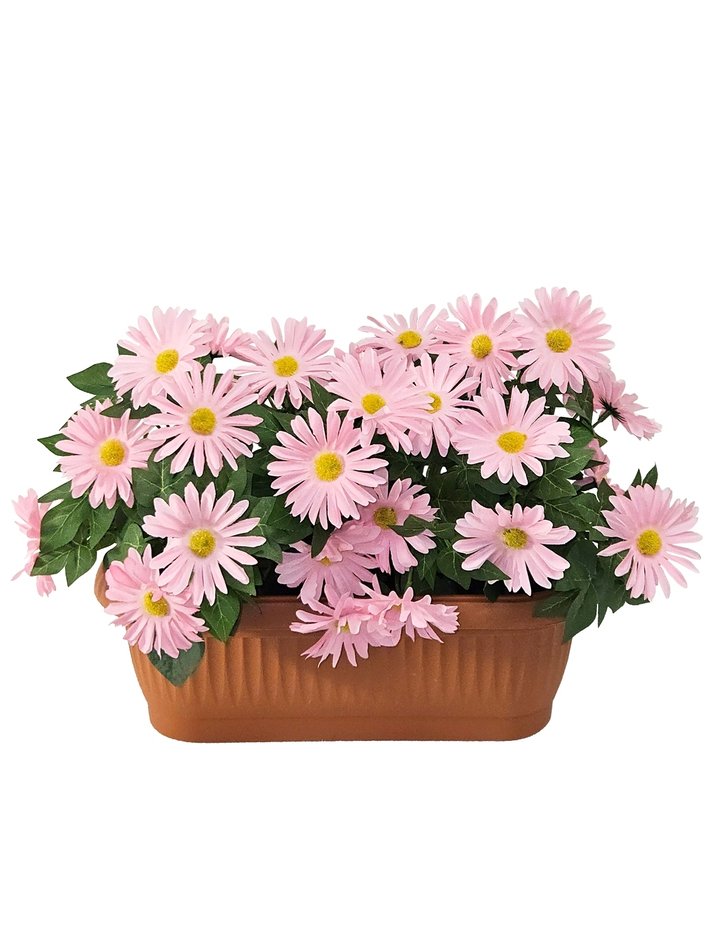 Хризантема розовая в балконном ящике