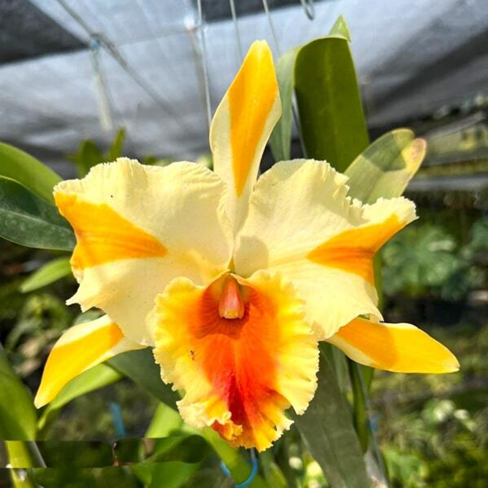 Орхидея ринхолелиокаттлея RLC. AMAZING THAILAND 'GOLD STAR'