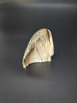 Бивень мамонта для коллекции