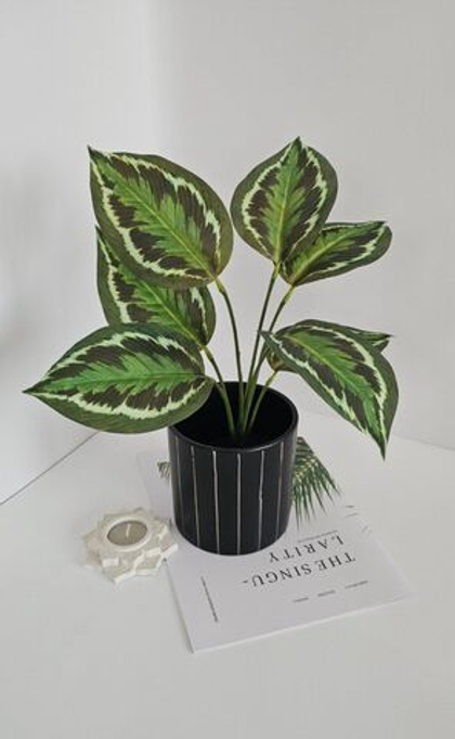 Калатея / Арт 6371