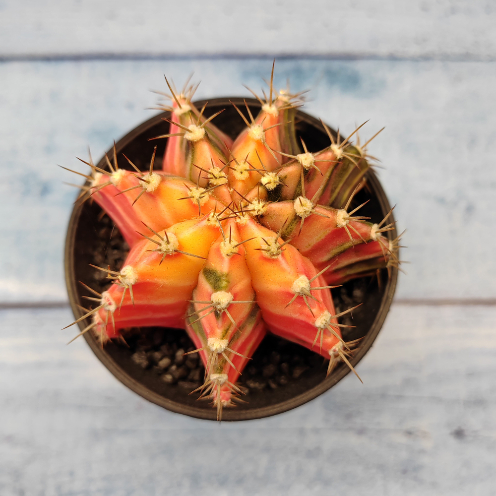 Gymnocalycium Variegata (Гимнокалициум Вариегатный)