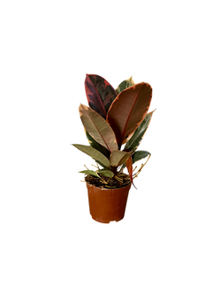 Аглаонема Auspicious д.11 горшок с автополивом