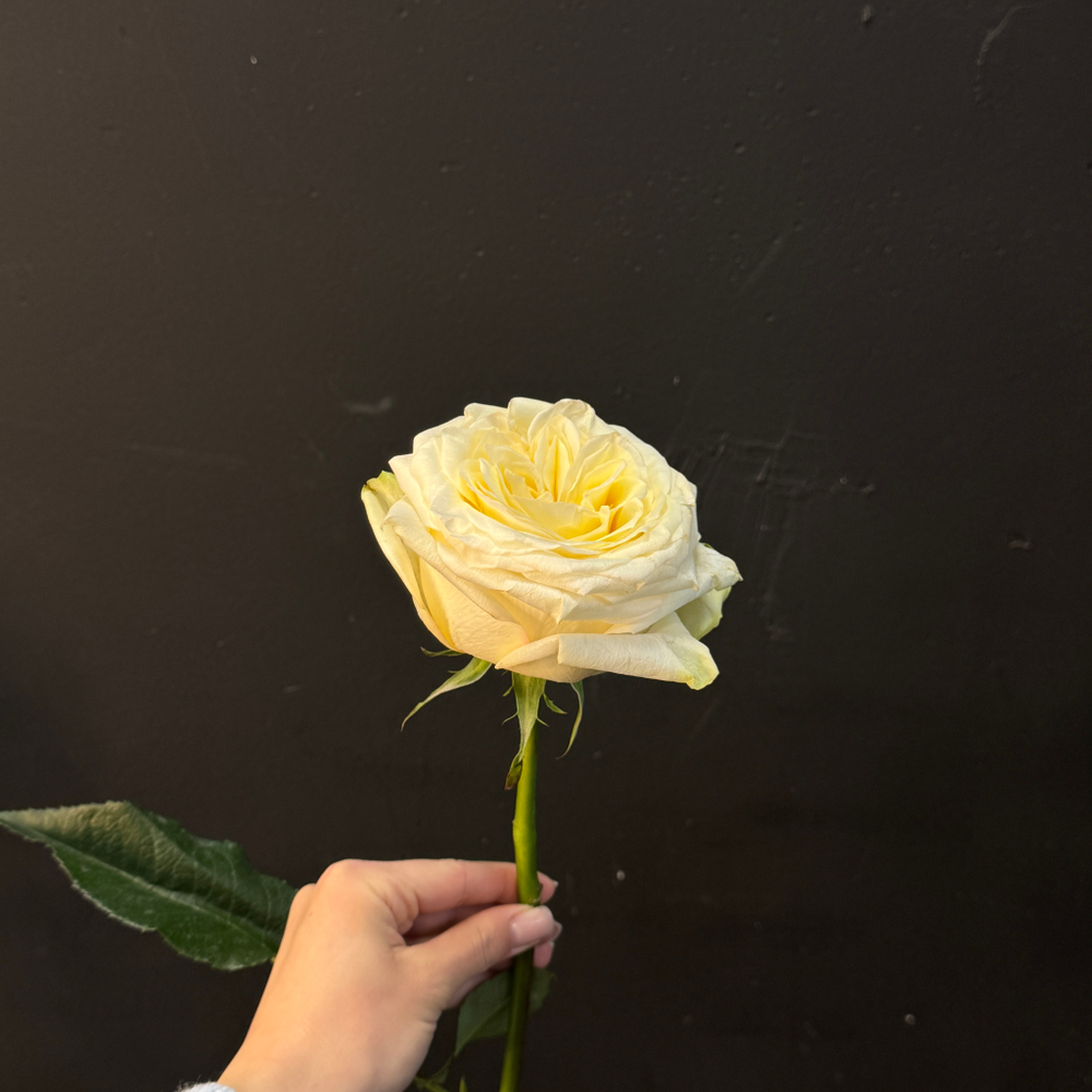 Роза Candlelight 45 см 1 шт