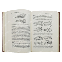 Romer A.S. The vertebrate body / Ромер А.Ш. Тело позвоночных животных. 1960.