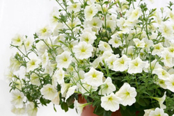 Петуния ампельная Опера Лемон F1 (50др) Витагрин Профи