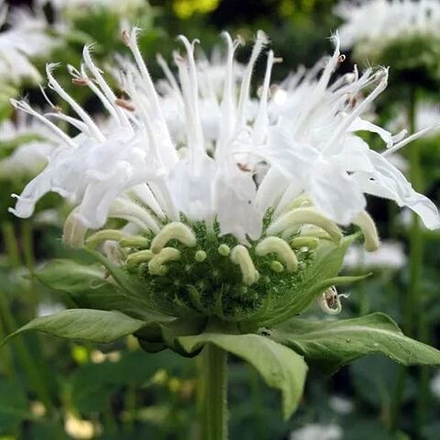 Монарда гибридная "Schneewittchen". Monarda "Schneewittchen".