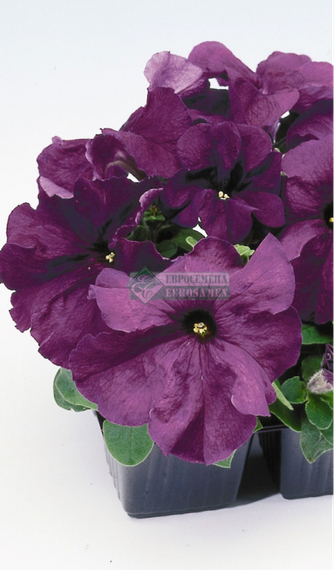 Петуния LIMBO GP DEEP PURPLE – фото 1