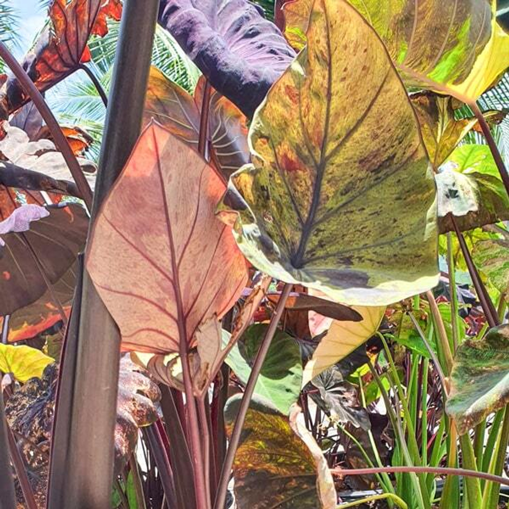 Колоказия MARINA CUP