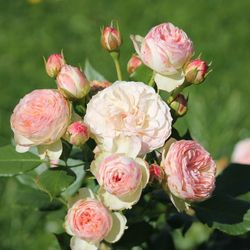 Пастелла (Pastella)