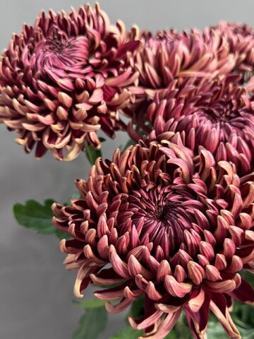 Хризантема одноголовая "Бигуди ред"