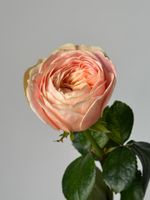 Роза пионовидная одноголовая в персиковом оттенке