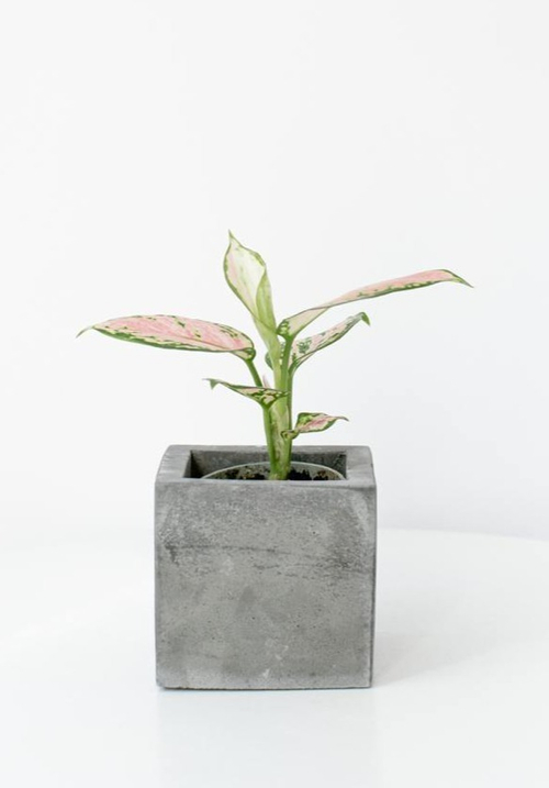 Аглаонема Ред Валентайн