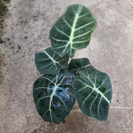 Алоказия REGINULA BLACK VELVET