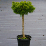 Сосна горная Мопс С5 Ра 80-100