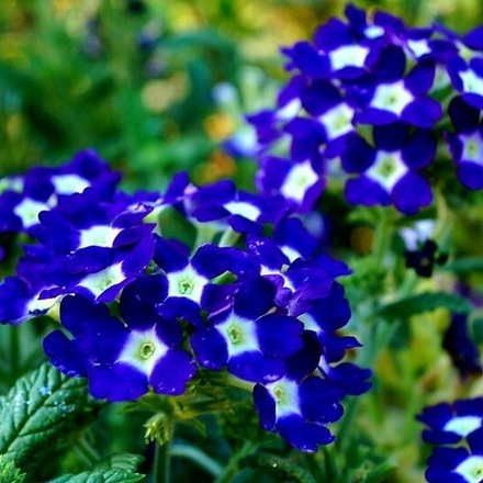 Вербена гибридная синяя с белым глазком (6 шт)