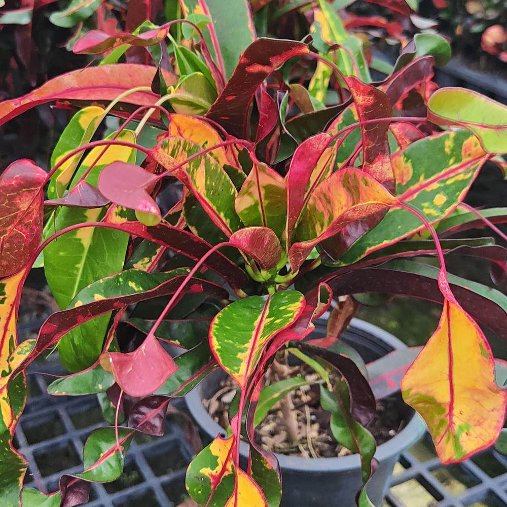 Кротон RED DIAMOND – YAD MANEE