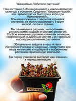 Седум многостебельный Сахалин очиток розовый