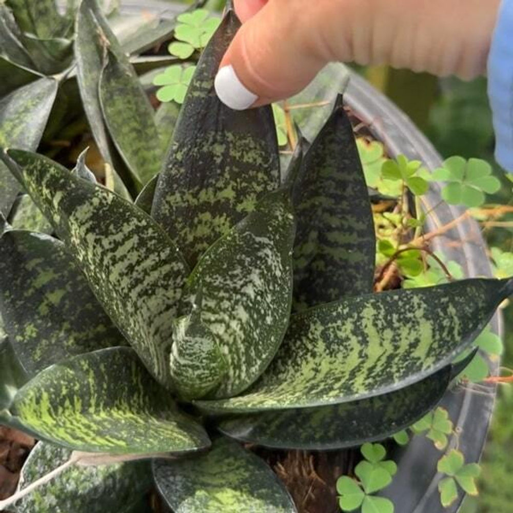 Сансевиерия MALACHITE