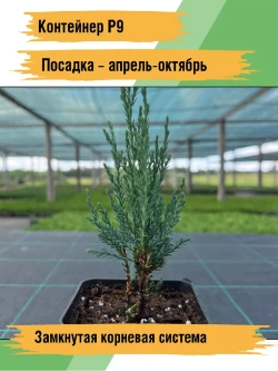 Саженец хвойных Можжевельник Блю эрроу 4 шт