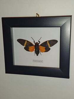 Цикада Tosena paviei в рамке