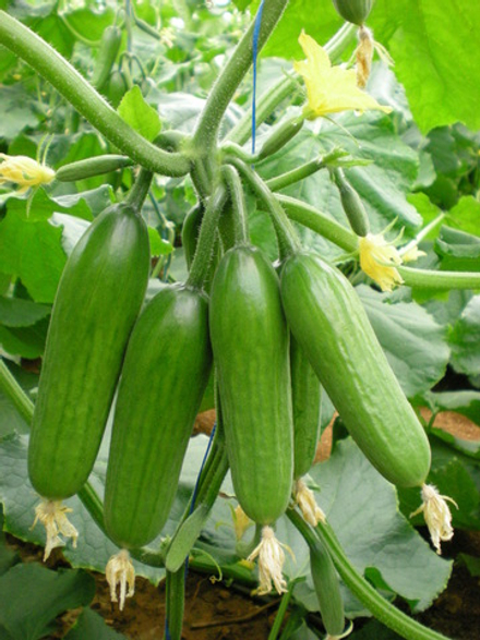 Огурец Супер Бейби (чп)